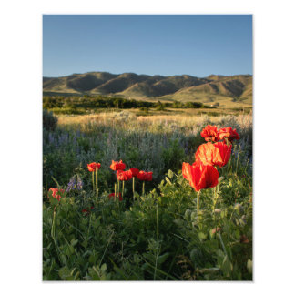 Poppies in the Valley - Casper Mountain Photo Print