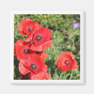 Poppies magnet