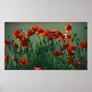 Poppies No. 3 Poster