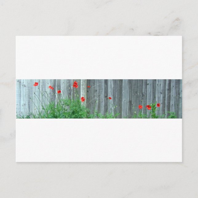 Poppies on a wall postcard (Front)
