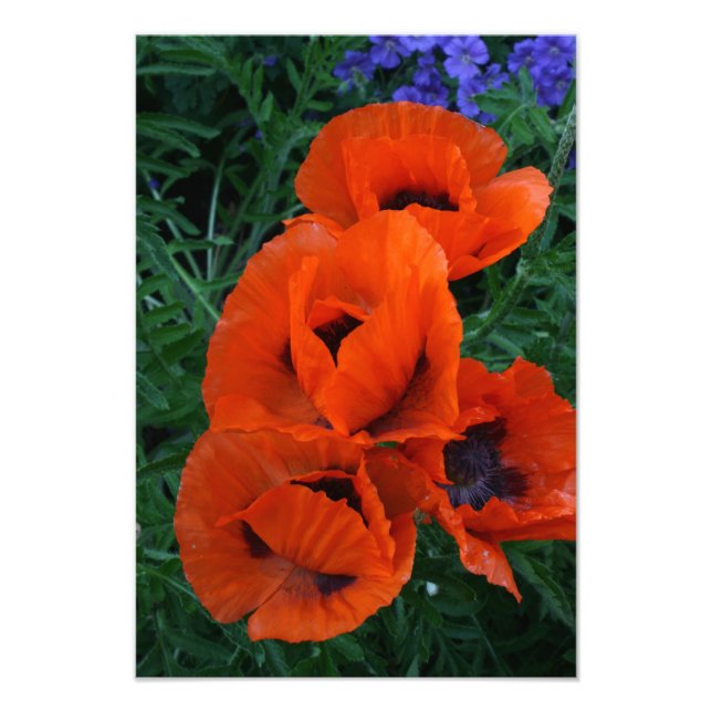 Poppies Photo Print (Front)