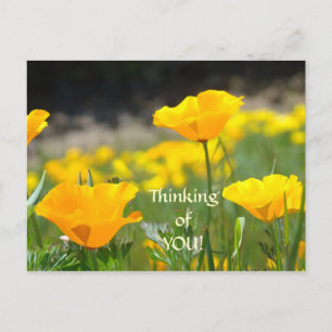Poppies Post Cards POPPY FLOWERS Thinking of You!