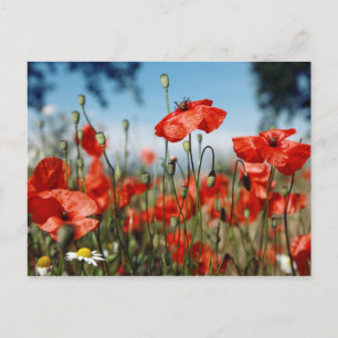 Poppies Postcard