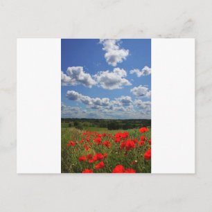 Poppies Postcard