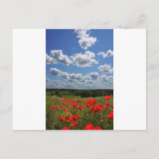 Poppies Postcard