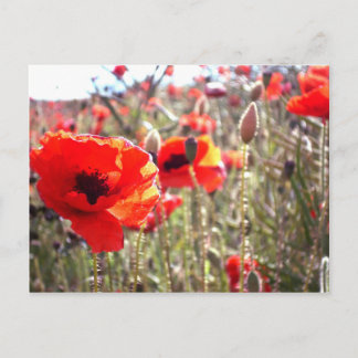 Poppies Postcard