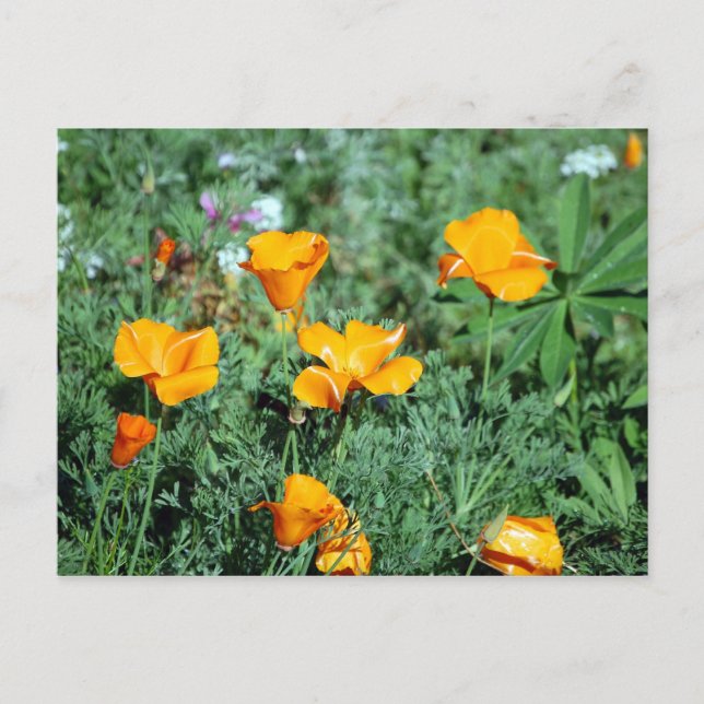 Poppies Postcard (Front)