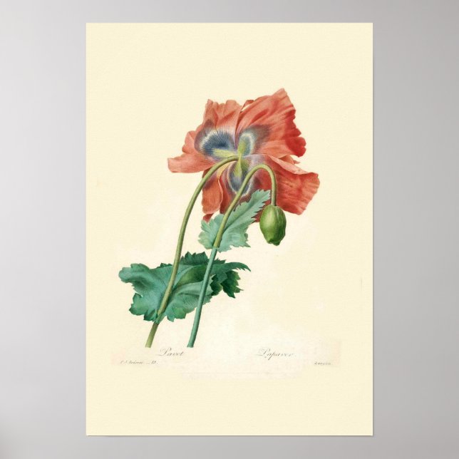 Poppies Poster (Front)