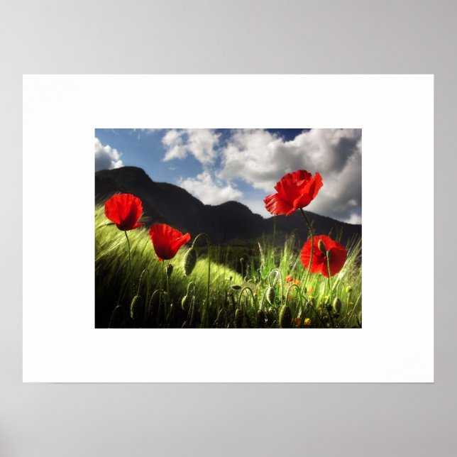 Poppies Poster (Front)