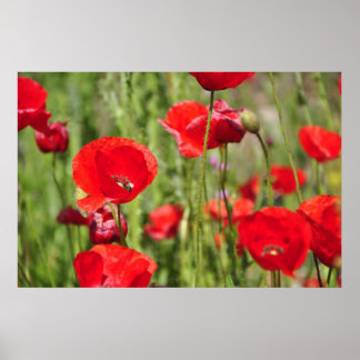 Poppies Posters | Zazzle.co.uk