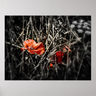 Poppies Poster