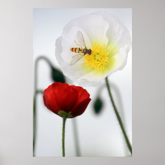 Poppies Poster Print (Front)