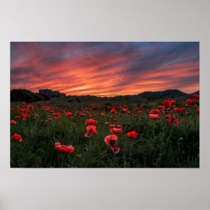 Poppies Poster/Print Poster