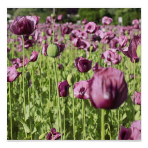 Poppies Purple Flower Blossoms Love Destiny Shower Poster