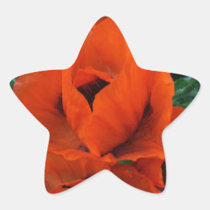 Poppies Star Sticker