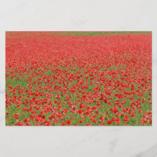 Poppies - thousands!