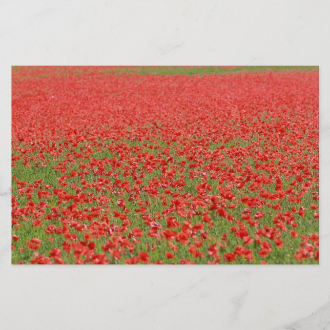 Poppies - thousands! (Front)