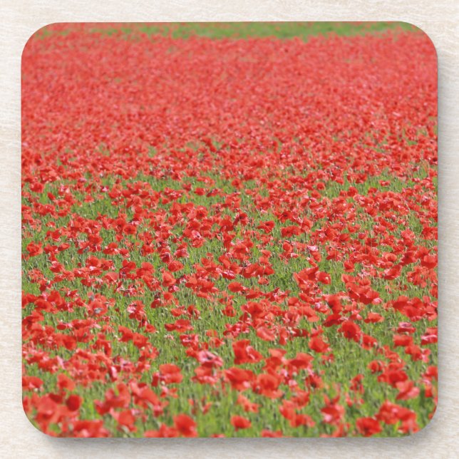Poppies - thousands! coaster (Front)