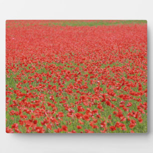 Poppies - thousands! plaque