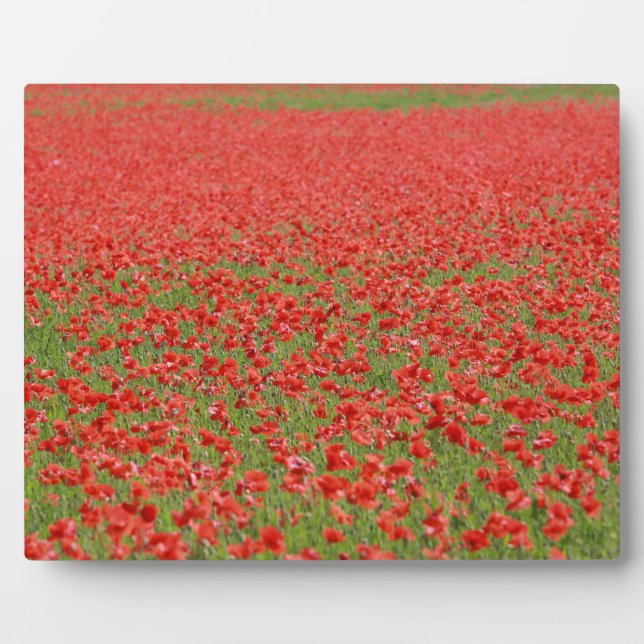 Poppies - thousands! plaque (Front)