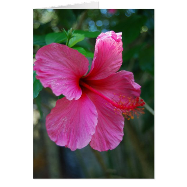 Popping Hot Pink (Front)