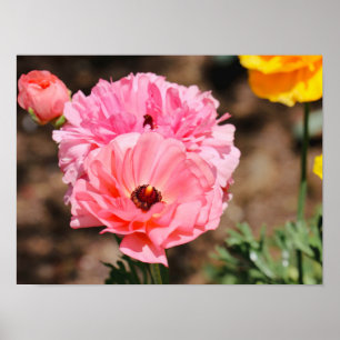 Popping in Pink  Poster