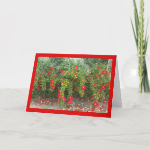 Popping Red Blooms- Song of Sol. 8:7 Greeting Card