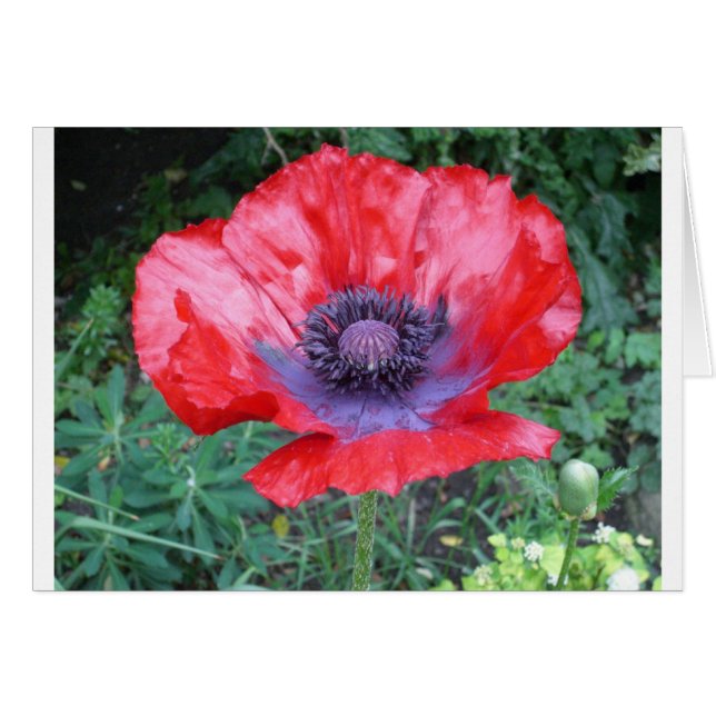 Poppy (Front Horizontal)