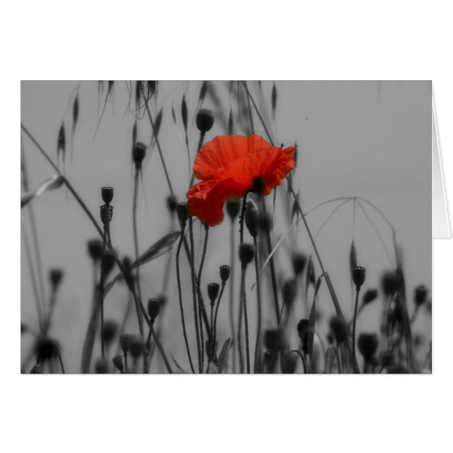 Poppy (Front Horizontal)
