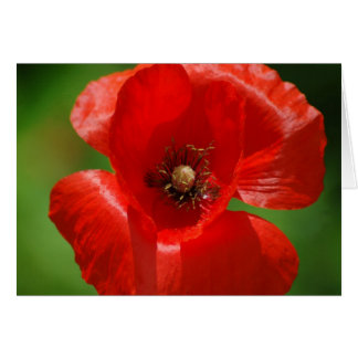 Poppy
