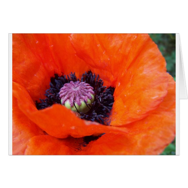 Poppy (Front Horizontal)