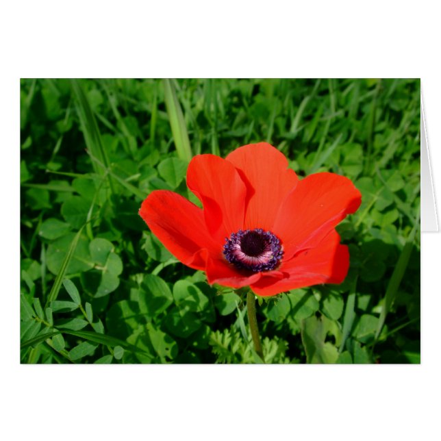 Poppy (Front Horizontal)