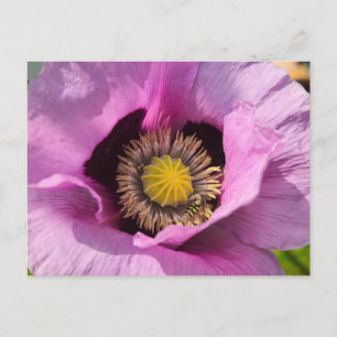 Poppy and a insect postcard