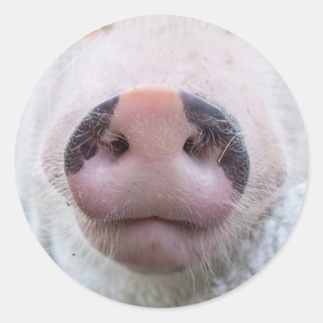 Poppy and Podrick Sticker (Front)