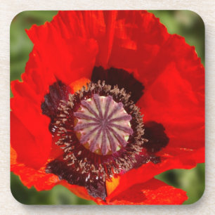 Poppy Blossom Coaster