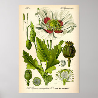 Poppy Botanical Illustration Poster