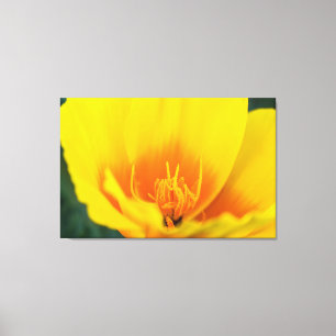 Poppy Canvas Print
