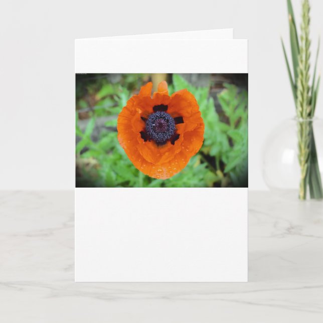 Poppy, card (Front)