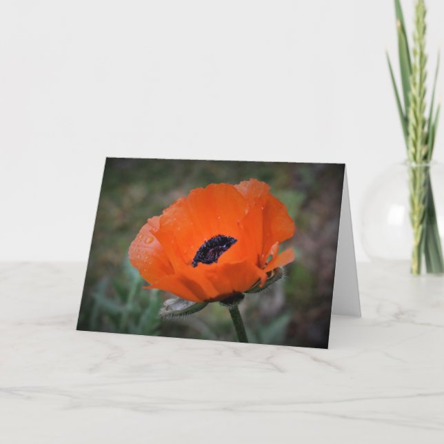Poppy, card (Front)