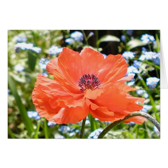 Poppy Card