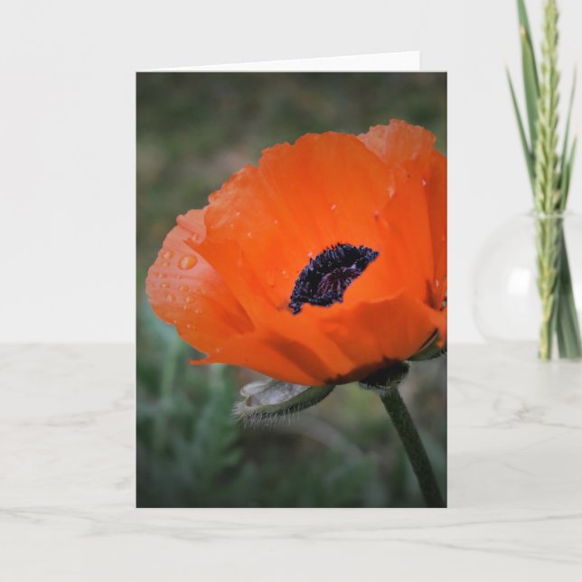 Poppy, card (Front)