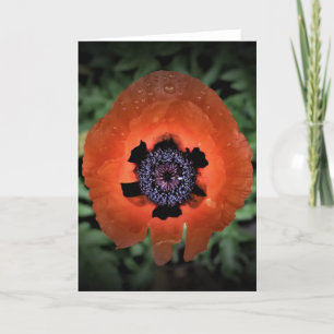 Poppy, card