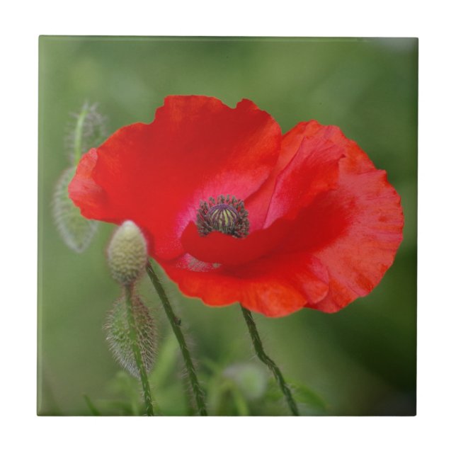 Poppy Ceramic Tile (Front)