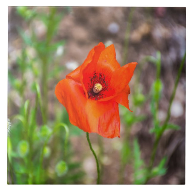 Poppy ceramic tile (Front)