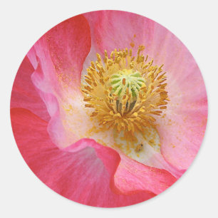 Poppy Classic Round Sticker