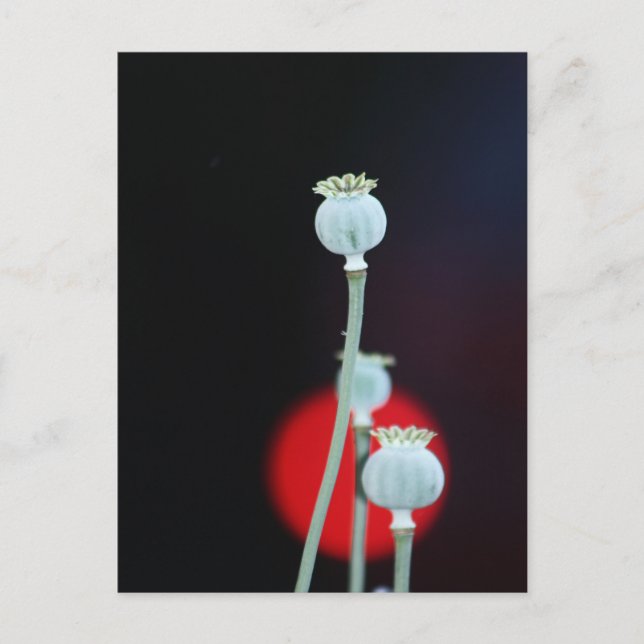 Poppy encase Asia Style photographed by Tutti Postcard (Front)