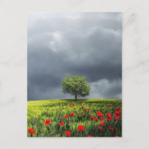 Poppy Field and Cloudy Sky Postcard