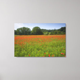 Poppy field, Chiusi, Italy Canvas Print