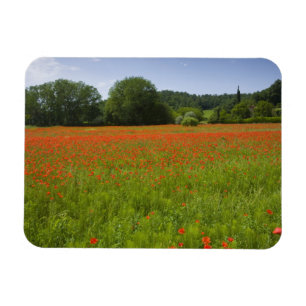 Poppy field, Chiusi, Italy Magnet