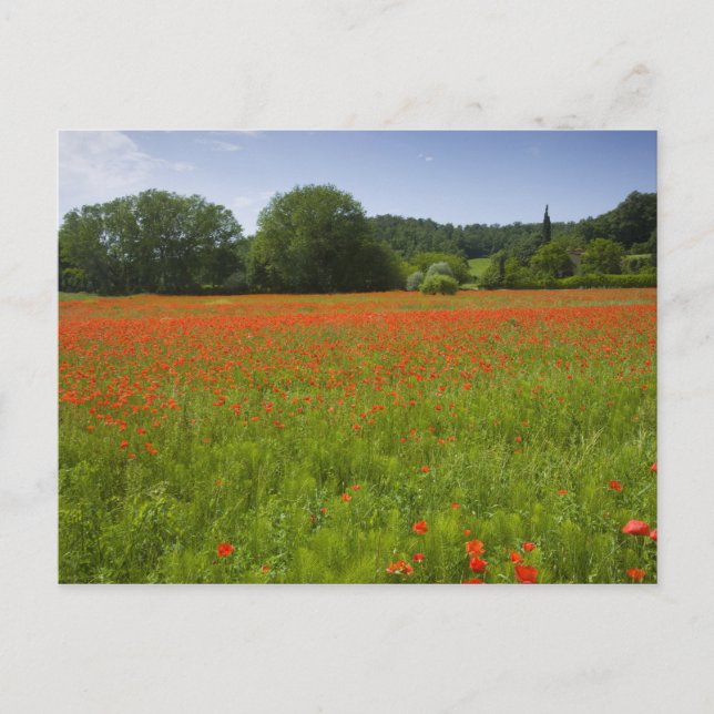 Poppy field, Chiusi, Italy Postcard (Front)